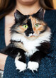 © SeNata - Lovely three-color orange-black-and-white young cat is sitting on woman hands.