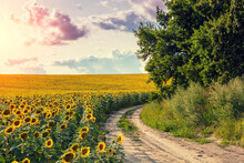 Summer Landscape With Sunflowers And Beautiful Sky. Country Dirt Road Along The Field. Picturesque Sunflower Field