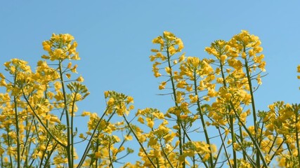 Fotomurales - Rapeseed crop field in bloom