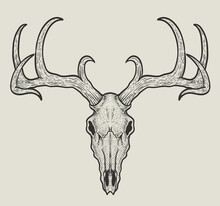 Illustration Vector Dear Skull Head With Engraving Style
