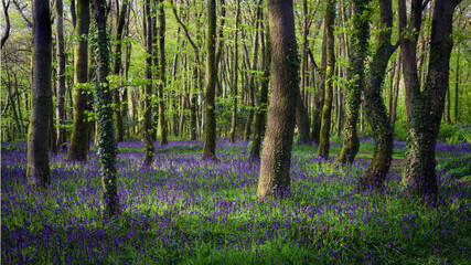 Bluebell wood Cornwall England uk 