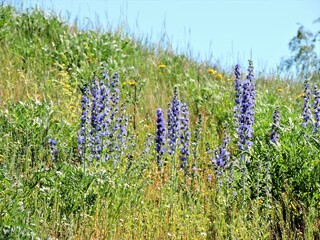 Canvas Print - Violet flowers on the meadow