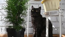 Cute Gray Tabby Cat Sits Near Green Potted Houseplant On White Wall Background At Home Looking Up. 
