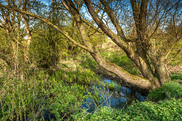 Poster - Cowpen Bewley Nature Reserve