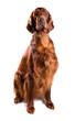 Irish Red Setter dog sitting looking isolated on a white background
