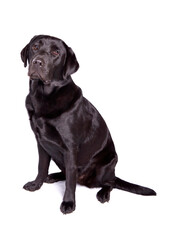 Poster - Black Labrador Retriever dog sitting isolated on a white background