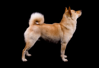 Poster - Shiba Inu dog in show stance isolated on a black background