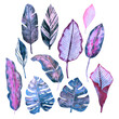 Watercolor tropical leaves in amethyst shade. Dracaena, palm, ficus leaves, banana leaves and others for design, fabric decoration, scrap paper, stickers.