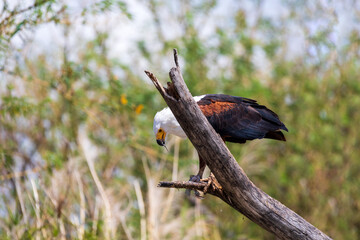 Poster - African Fish Eagle eats caught fish on tree, Haliaeetus vocifer, large species of eagle found throughout sub-Saharan Africa, Chamo lake, Ethiopia Africa wildlife