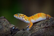 Python  in the  tropocal garden / snake