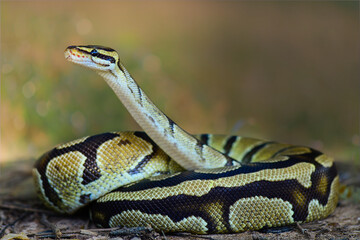 Sticker - Python  in the  tropocal garden / snake
