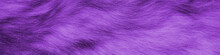 Colorful Purple Background Fur Texture