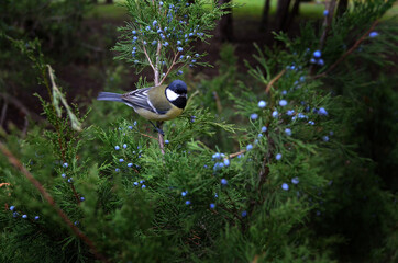 blue bird on a branch conifer tree