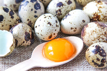 Fresh Quail Eggs On The Rustic Background. Raw Egg Yolk In The Wooden Spoon Closeup. Concept Healthy Food.