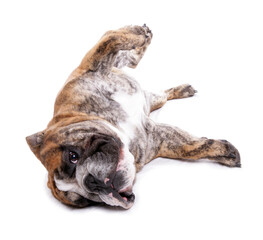 Poster - English bulldog rolling over isolated on a white background