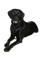 Poster - Black Labrador Retriever dog laying isolated on a white background