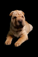 Sticker - Shar Pei 2