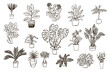 home plants hand drawn vector illustrations set