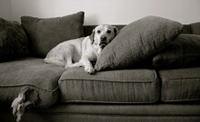 Labrador Retriever Dog Lying On An Old Ripped Sofa