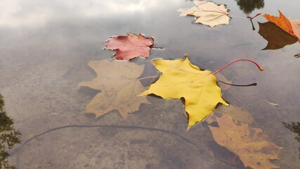 Wall Mural - colourful fall leaves in pond, lake water, floating autumn leaf. fall season leaves in rain puddle. 