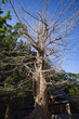 千葉県館山市の安房神社の境内にある大木