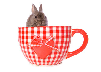 Wall Mural - bunny rabbit in a huge tea cup