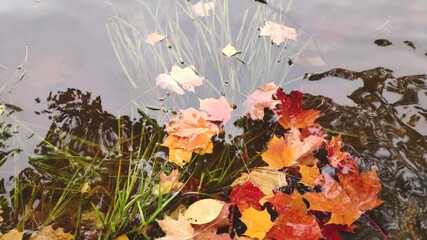 Wall Mural - colourful fall leaves in pond, lake water, floating autumn leaf. fall season leaves in rain puddle. 