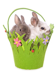 Wall Mural - spring baby rabbits in a basket studio cutout