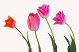 Fototapeta Tulipany - Multicolored tulips on a white background. Isolated on white.