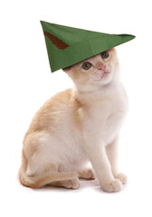 Sticker - robin hood kitten