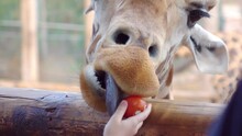 Child Feed The Giraffe In Slow Motion 120fps