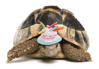 Canvas Print - Tortoise wearing a happy birthday hat isolated on a white background