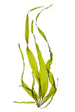 Fototapeta  - swaying kelp seaweed isolated on white background.