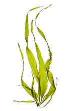 Swaying Kelp Seaweed Isolated On White Background.