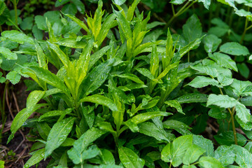 natural plant with water droplets in the ground