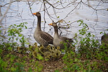 Greylag Geese With Goslings 