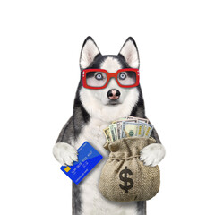 A dog husky in glasses holds a credit card and a jute sack of dollars. White background. Isolated.