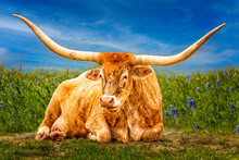 Beautiful Texas Longhorn Cow Posing An A Blue Bonnet Meadow In The Texas Hill Country