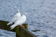 A pair of white doves sitting on a wooden dock rail.