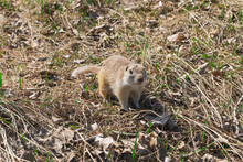 A Small Brown Field Gopher Stands On Four Legs In Dry Grass