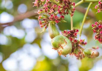 Young cashew Nut on tree And ants cling to cashew nuts