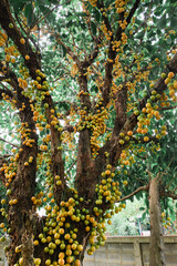 Wall Mural - Baccaurea ramiflora Lour or Burmese grape tree , Mafai in Thai, sweet and sour fruit on tree .