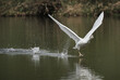 Closeup shot of a tundra swan taking off from lake - perfect for background