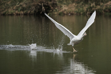 Poster - Closeup shot of a tundra swan taking off from lake - perfect for background