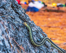 A Ribbon Snake (a Common Species Of Garter Snake Native To Eastern North America.). On A Pine Trunk Beside The Madawaska River In Onatrio Canada.