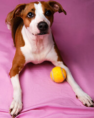 Wall Mural - Vertical shot of Jack Russell terrier with tennis isolated on pink background