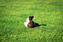 Blue Swedish Male Duck Walking In The Grass. Male Duck Lays In Lush Green Grass. Duck On A Lake. Duck Sitting In The Grass. 