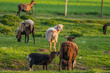 Kleine Herde Schafe im Frühjahr