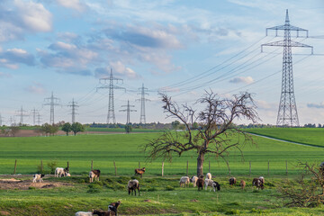 Canvas Print - Kleine Herde Schafe im Frühjahr