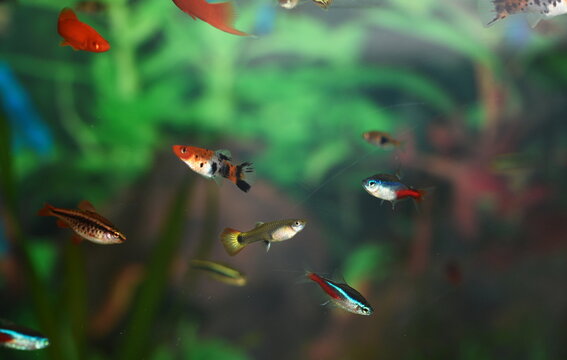 fish in  aquarium